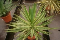 Palmlelie (Yucca Gloriosa 'Variegata') -Directplant Winkel yucca gloriosa variegata 1