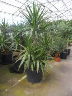 Palmlelie (Yucca Gloriosa 'Variegata') -Directplant Winkel yucca gloriosa variegata 150 200 c110