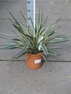 Palmlelie (Yucca Gloriosa 'Variegata') -Directplant Winkel yucca gloriosa variegata c10 1