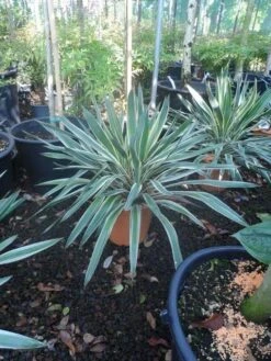 Palmlelie (Yucca Gloriosa 'Variegata') -Directplant Winkel yucca gloriosa variegatum c10 1