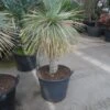 Palmlelie (Yucca Rostrata) -Directplant Winkel yucca rostrata 70stam c70