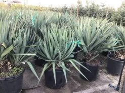 Palmlelie (Yucca Gloriosa) -Directplant Winkel yuccagloriosac30 1