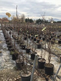 Beverboom (Magnolia Denudata) -Directplant Winkel yulan100cm