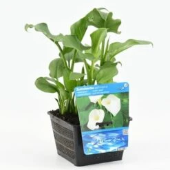 Moerasaronskelk (Zantedeschia Aethiopica) -Directplant Winkel zantedeschia aethiopica 18x18 20180510101125 m 13460