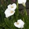 Moerasaronskelk (Zantedeschia Aethiopica) -Directplant Winkel zantedeschia aethiopica 2006
