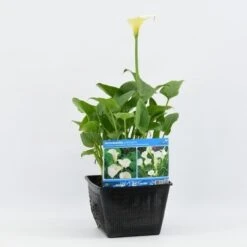 Moerasaronskelk (Zantedeschia Aethiopica) -Directplant Winkel zantedeschia aethiopica 28x28 20180412193859 m 13695