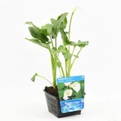 Moerasaronskelk (Zantedeschia Aethiopica) -Directplant Winkel zantedeschia aethiopica s e 13460 p18