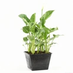 Moerasaronskelk (Zantedeschia Aethiopica) -Directplant Winkel zantedeschia aethiopica s e 13695 p28