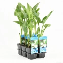 Moerasaronskelk (Zantedeschia Aethiopica) -Directplant Winkel zantedeschia aethiopica t e 11390 p9