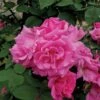 Klimroos (Rosa 'Zepherine Drouhin') -Directplant Winkel zephirinedrouhin lr